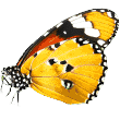 https://dootydog.com/wp-content/uploads/2019/08/butterfly.png