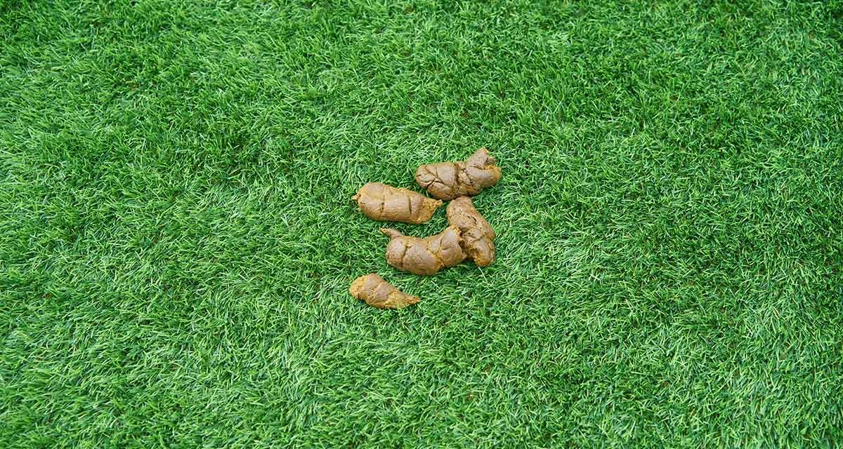 Did You Know Dog Poop Carries Diseases That Can Make You Sick?