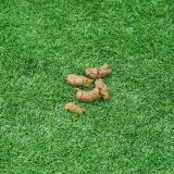 Did You Know Dog Poop Carries Diseases That Can Make You Sick?