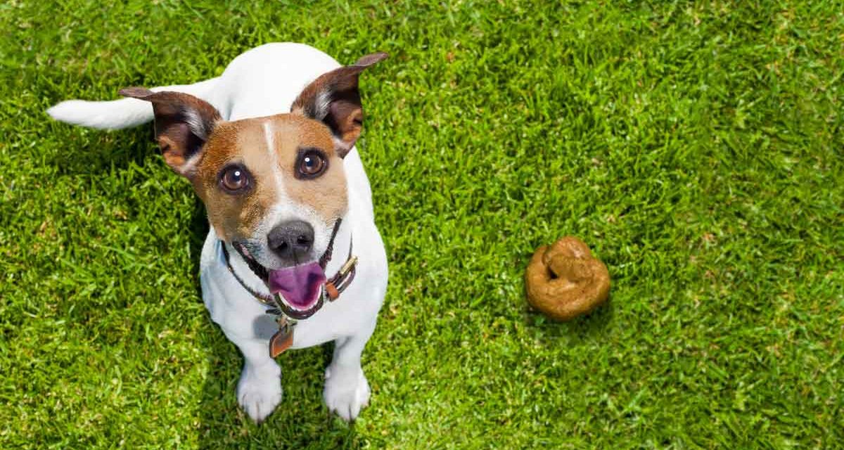 Does Dog Poop Decompose?