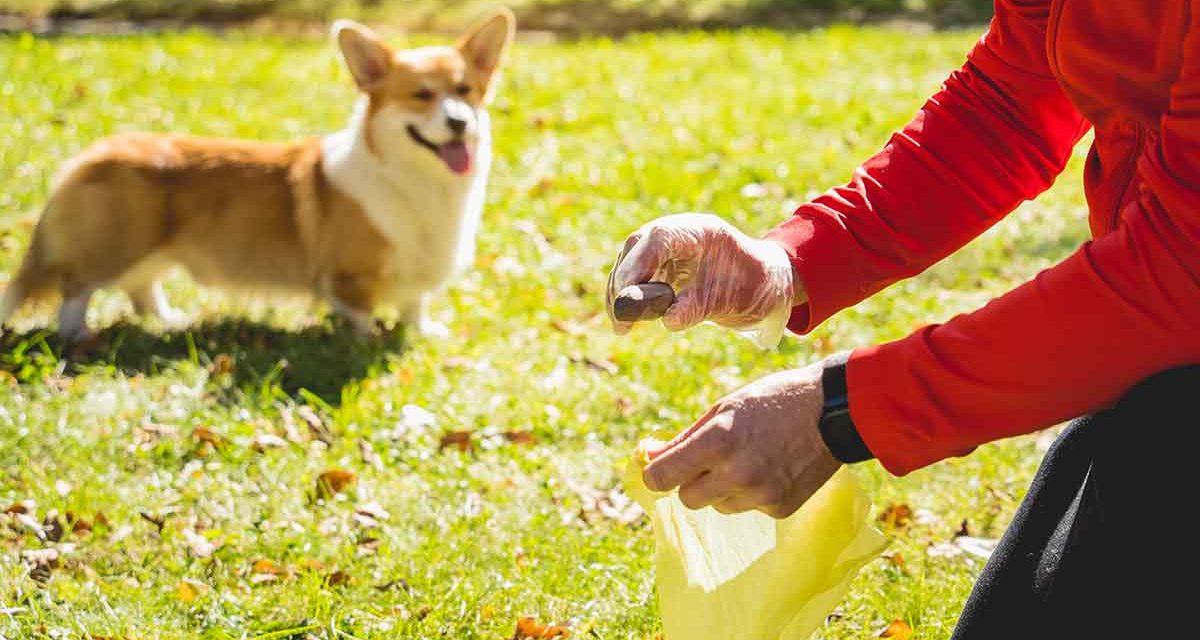 Choosing the Right Pet Waste Removal Service