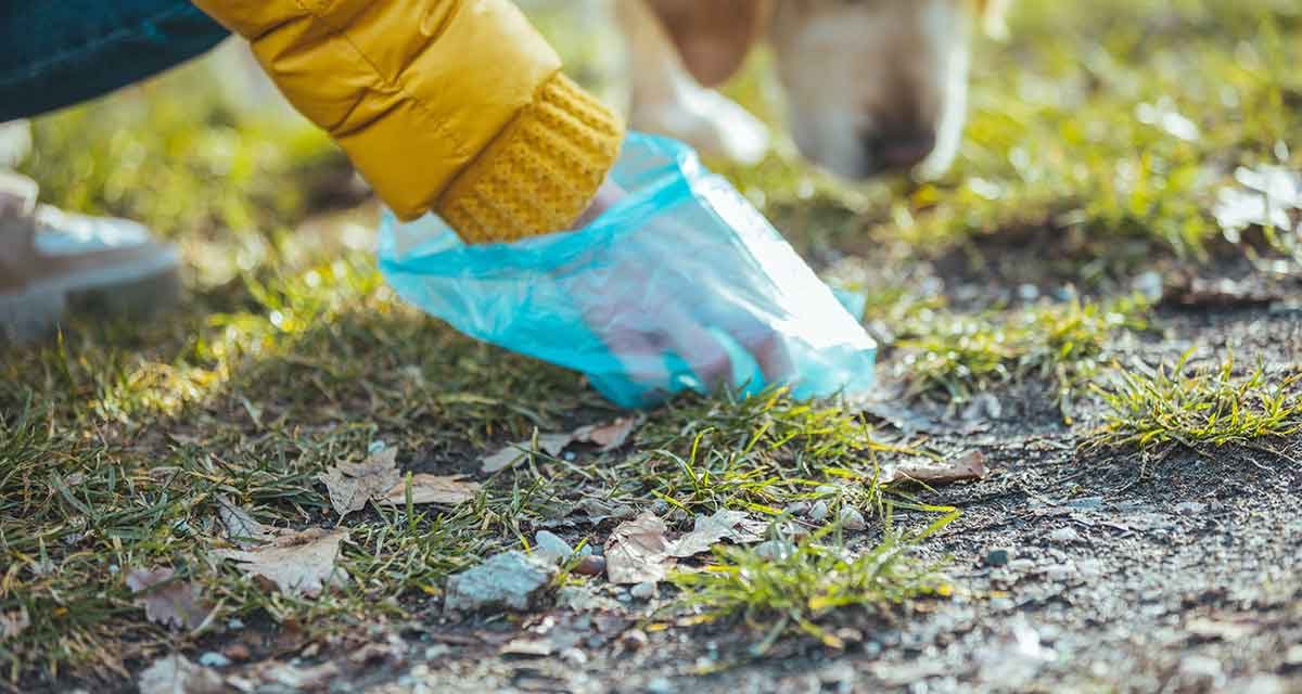 How Pet Waste Removal Services Can Save You Time and Hassle