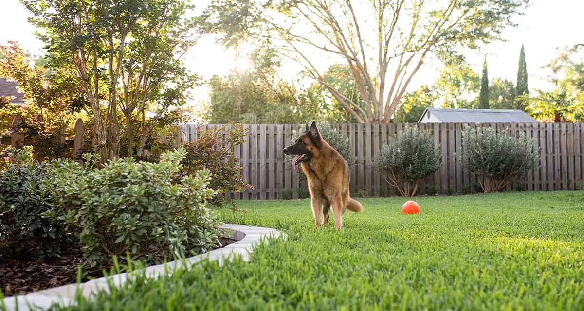 Why Regular Pet Waste Removal is Essential for a Healthy Lawn